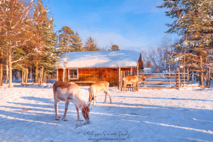 Des rennes devant une ferme en Laponie