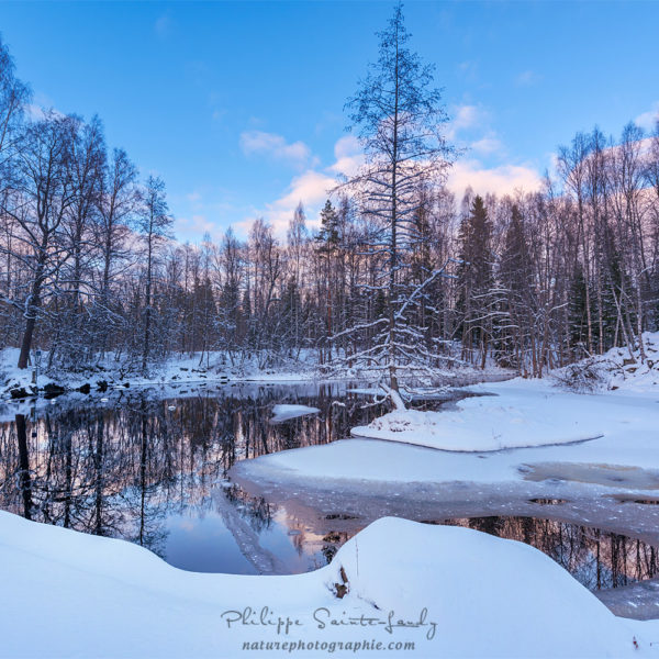 In the Blue Forest