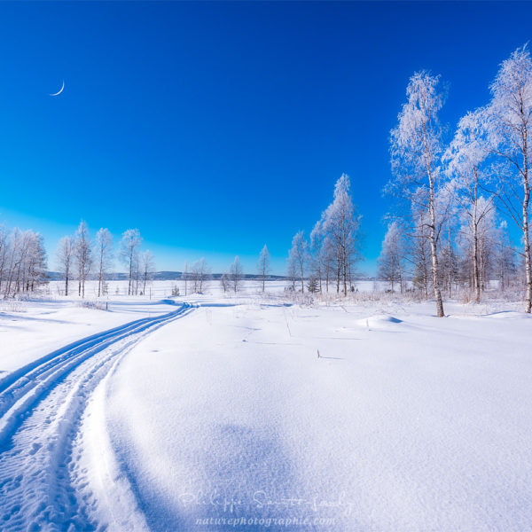In the Great White Silence