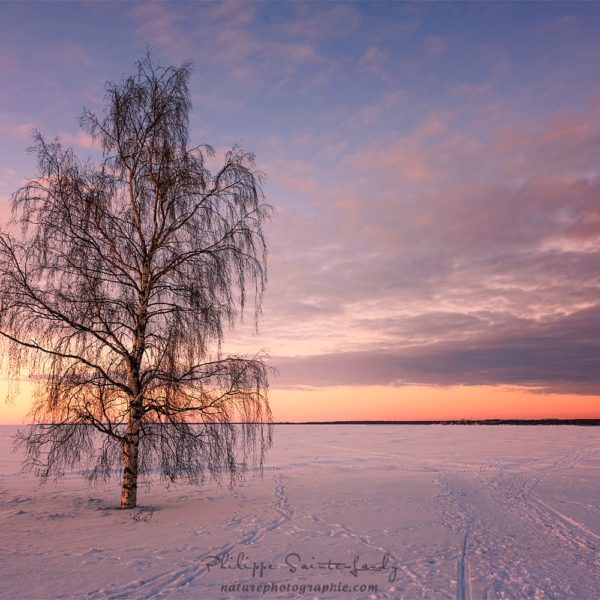 Majesty of Nature