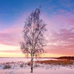 Arbre glacé à Oulu