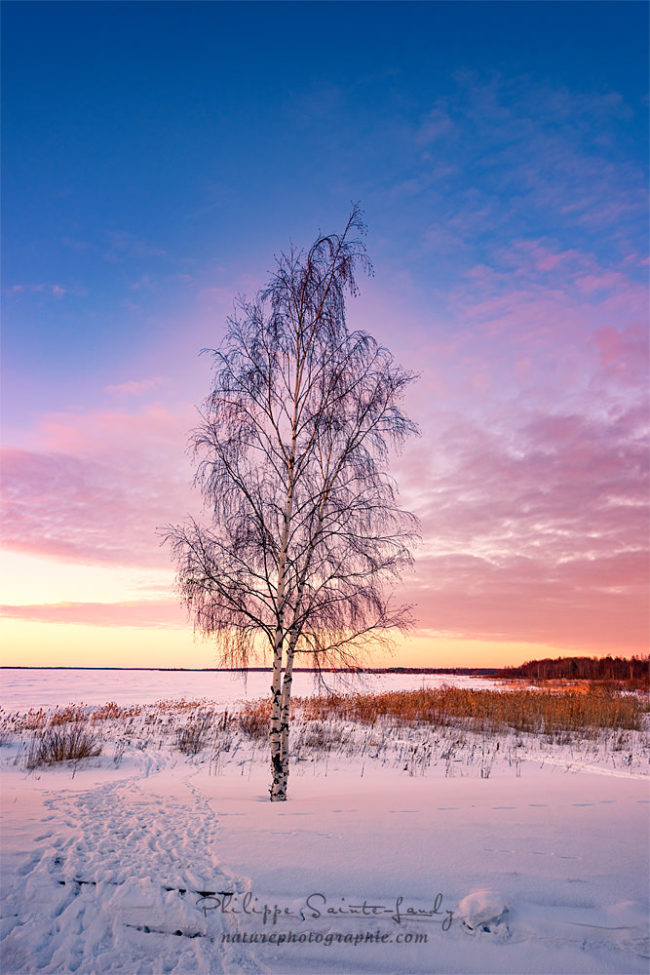 Arbre glacé à Oulu