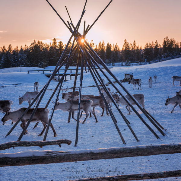 Reindeer at sunset