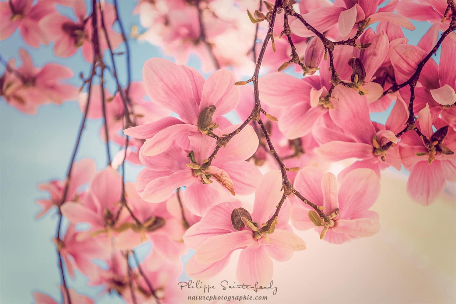 Magnolia en fleurs