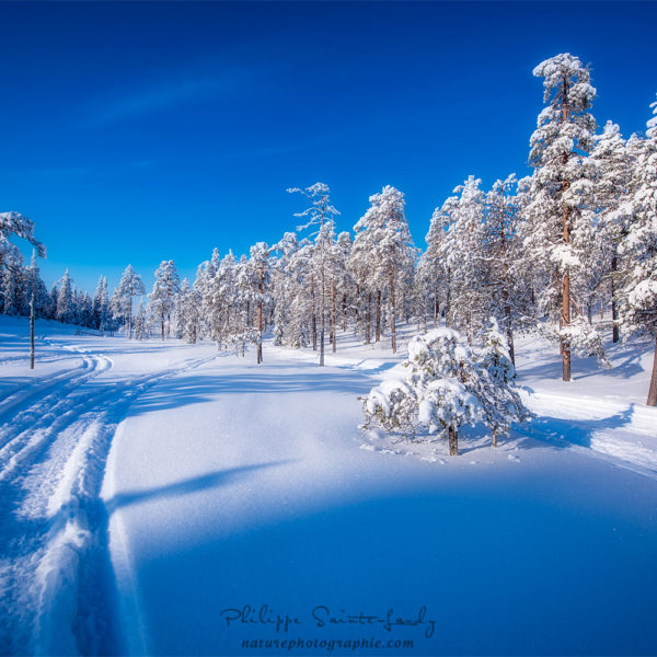 Arctic Nature