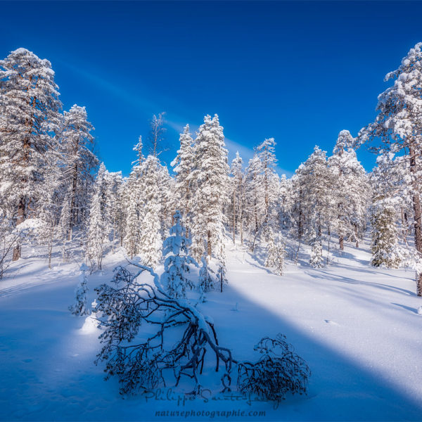 Blue North