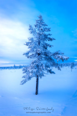 Sapin enneigé en Finlande