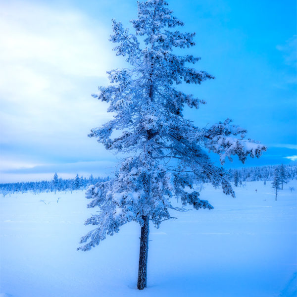 Cold Blue Sapin enneigé en Finlande