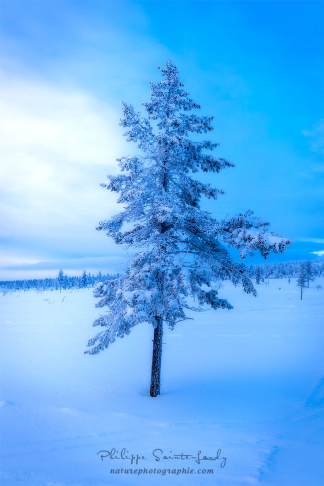 Sapin enneigé en Finlande