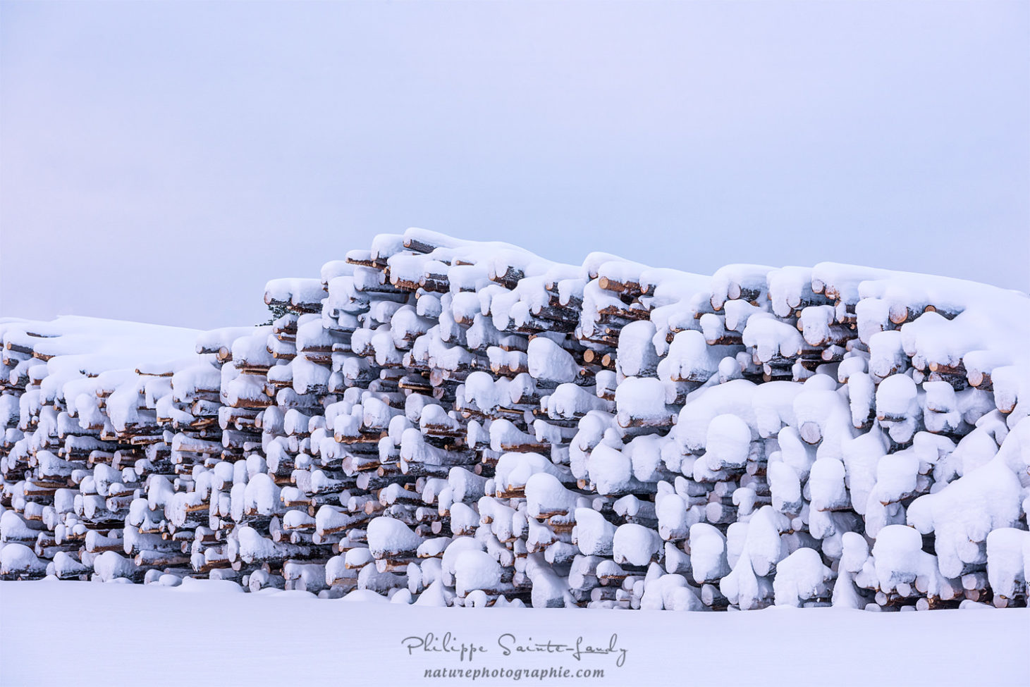 Troncs d'arbres sous la neige en Finlande