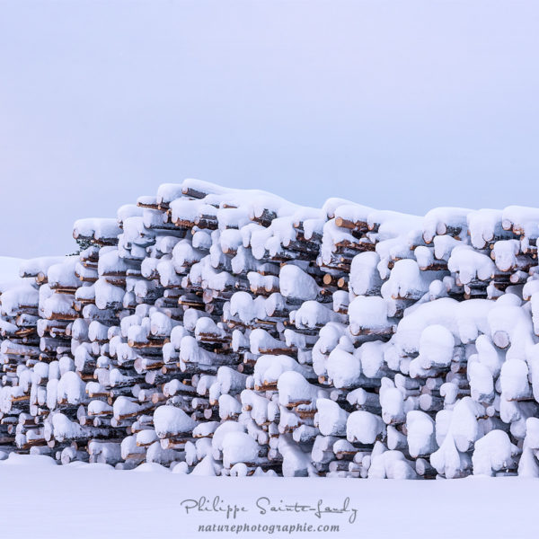 Cold as Ice Troncs d'arbres sous la neige en Finlande