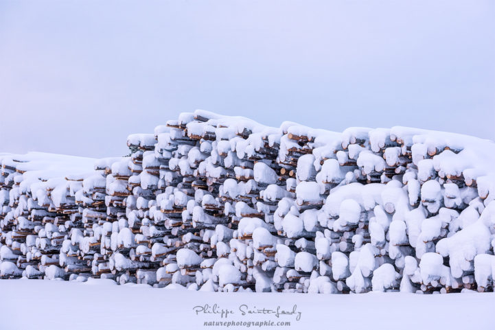 Troncs d'arbres sous la neige en Finlande
