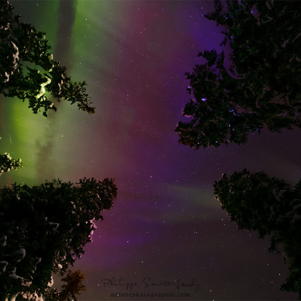 Evening of Auroras