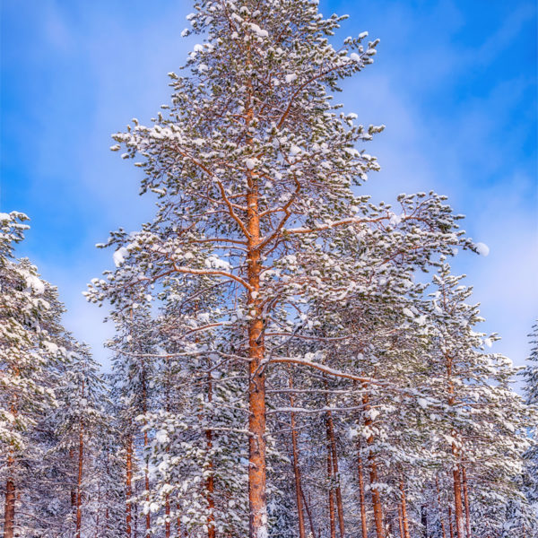 Finnish Forest