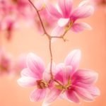 Photo de Magnolias en gros plan