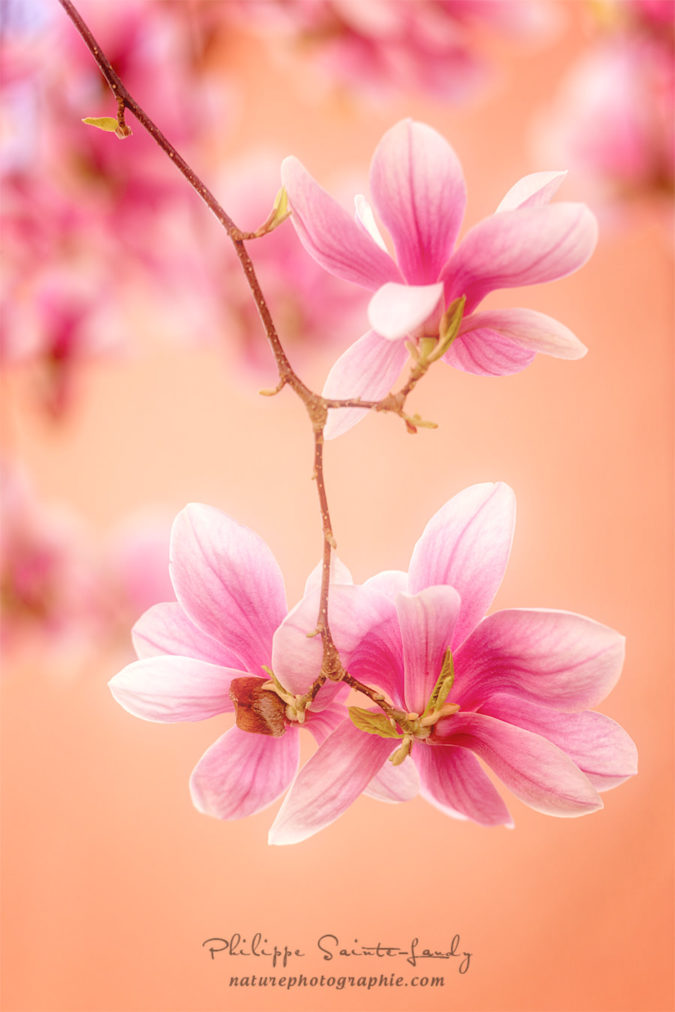 Melodies Of Spring Photo de Magnolias en gros plan