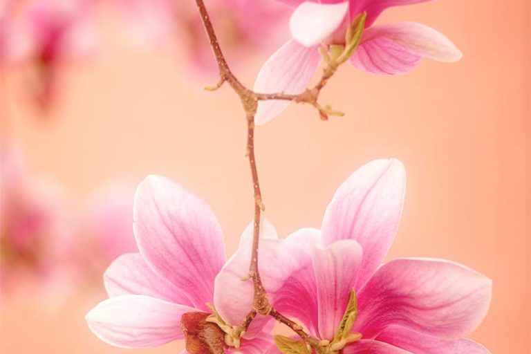 Photo de Magnolias en gros plan