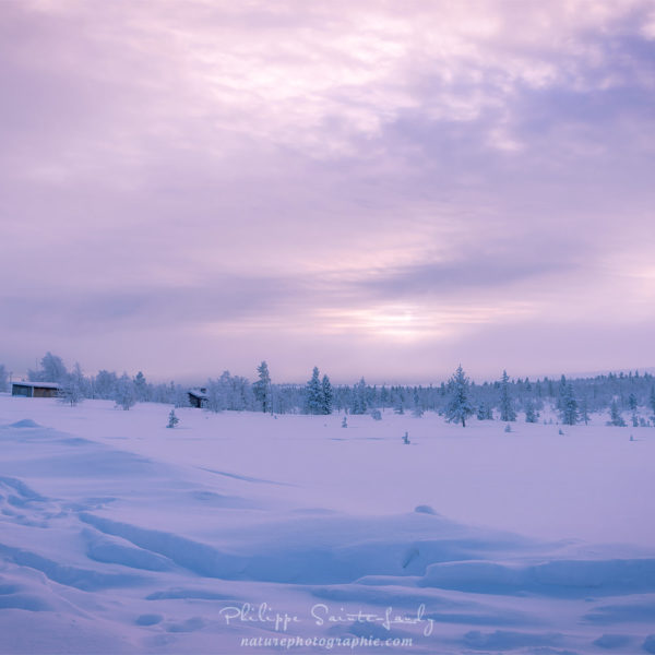 One morning in Lapland