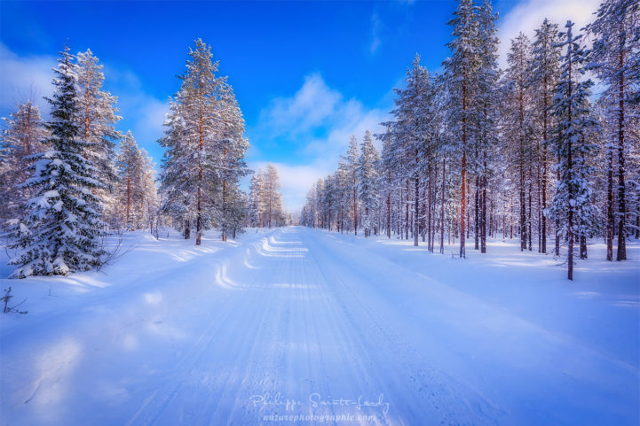 Forêt Finlandaise en hiver