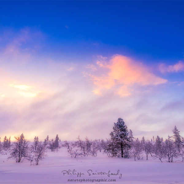 Wild Arctic