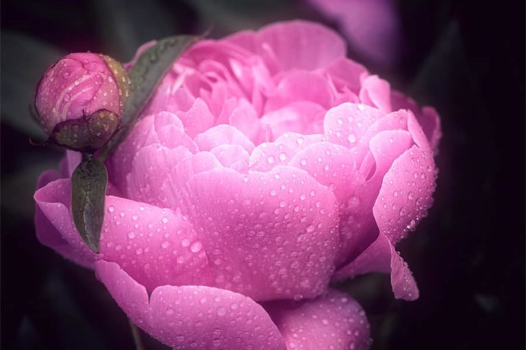 Photo d'une pivoine avec des gouttes de rosée