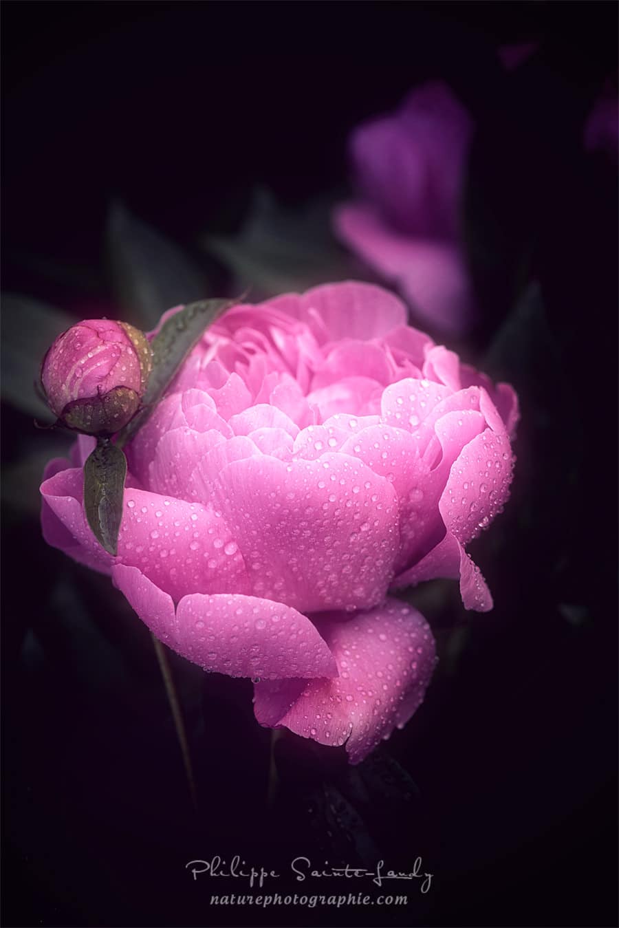 Photo d'une pivoine avec des gouttes de rosée