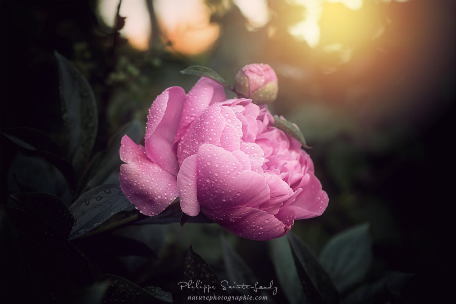 Gros plan d'une pivoine