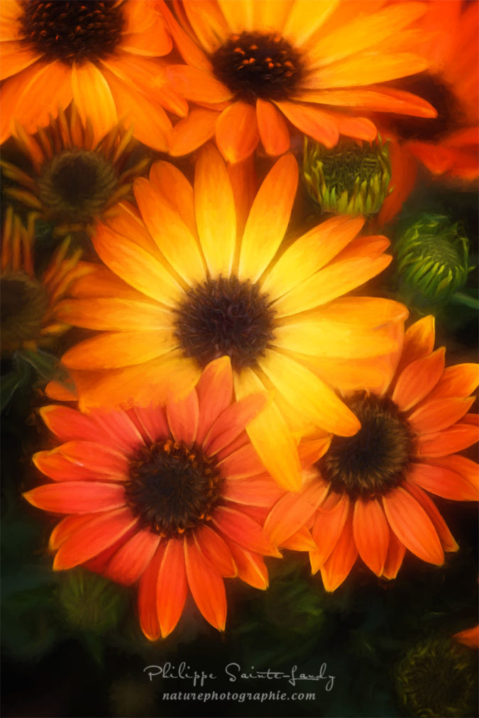 Several Suns