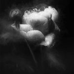 Pivoine en noir et blanc