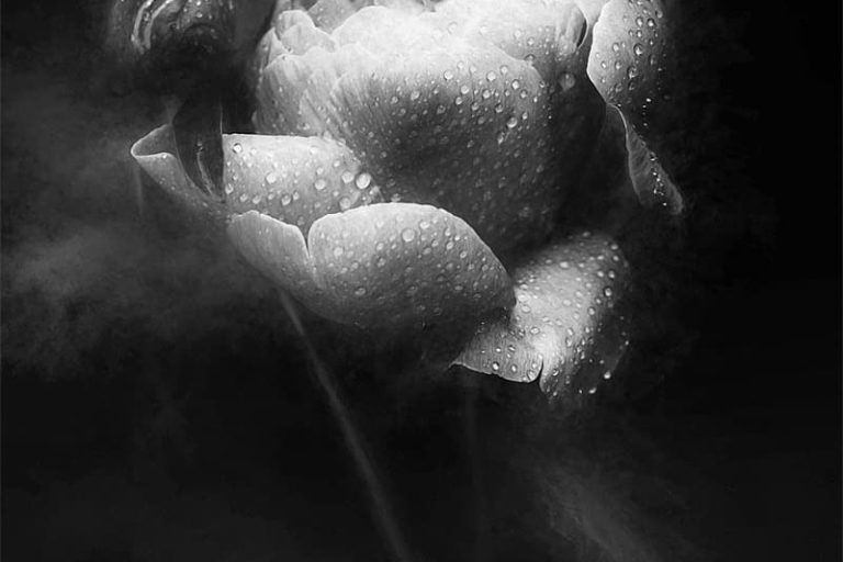 Pivoine en noir et blanc