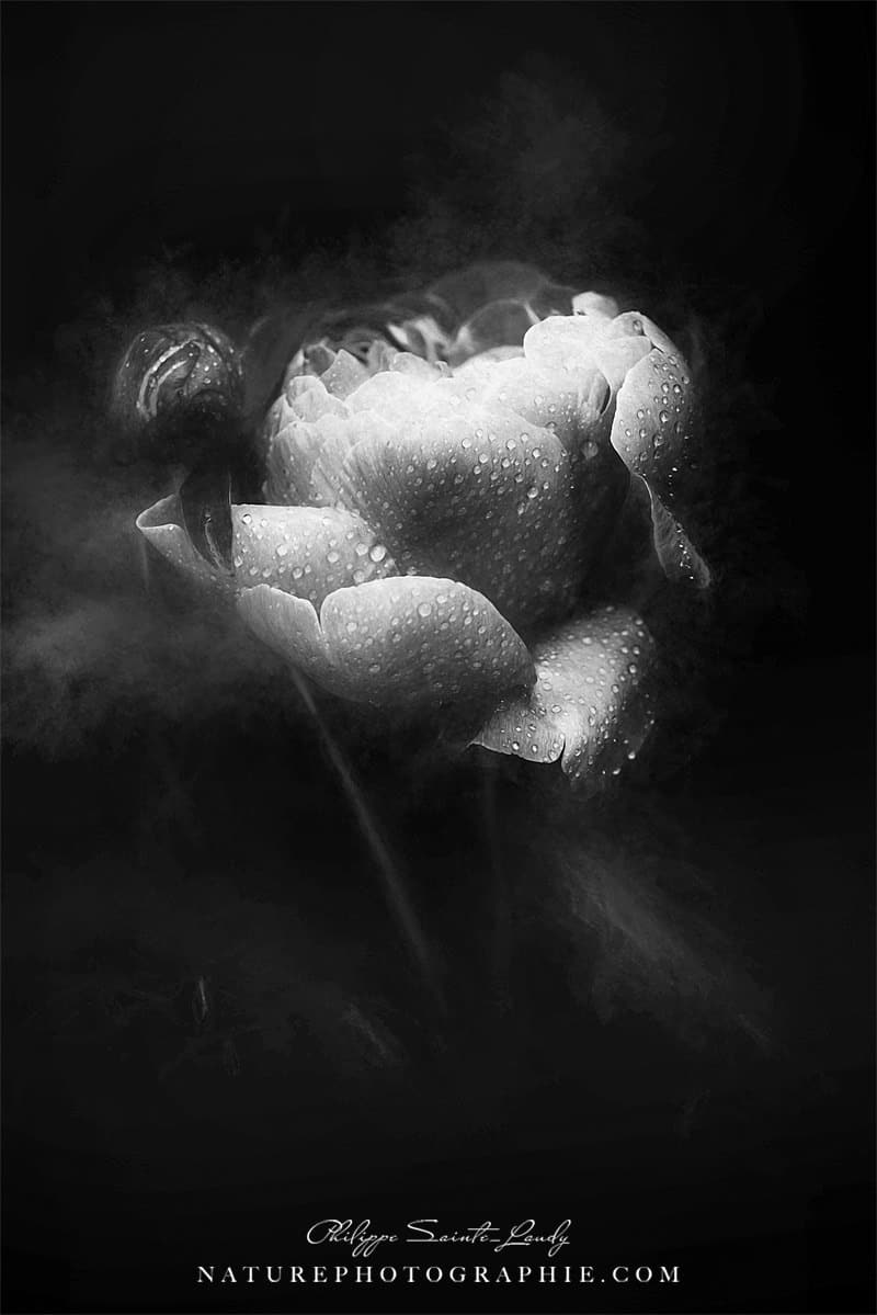 Pivoine en noir et blanc