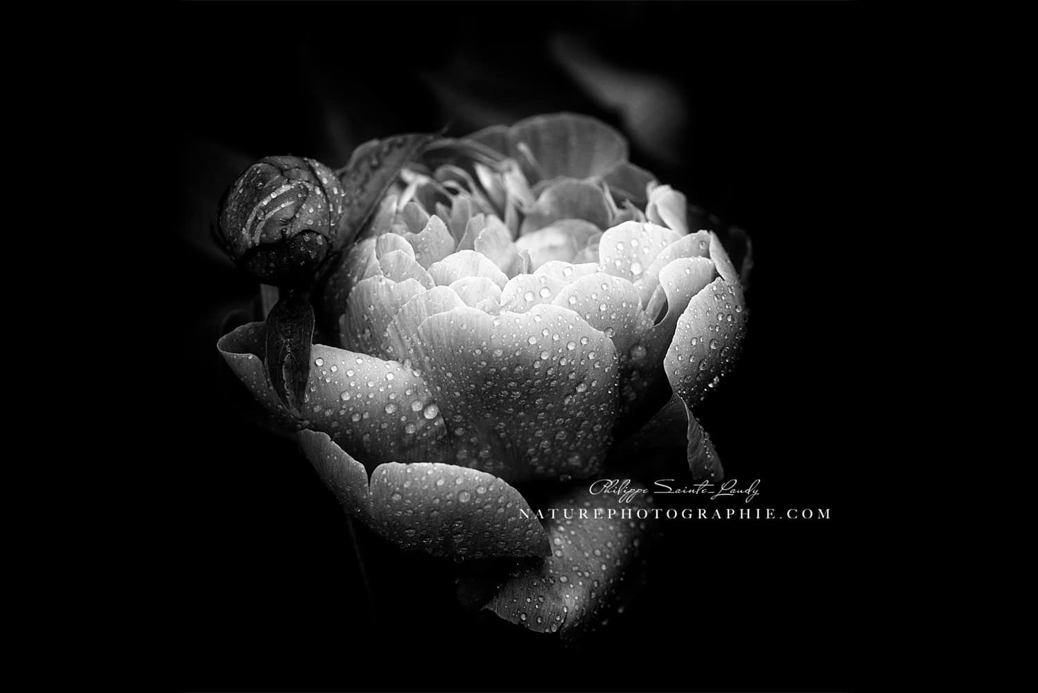 Photos de pivoines en noir et blanc…