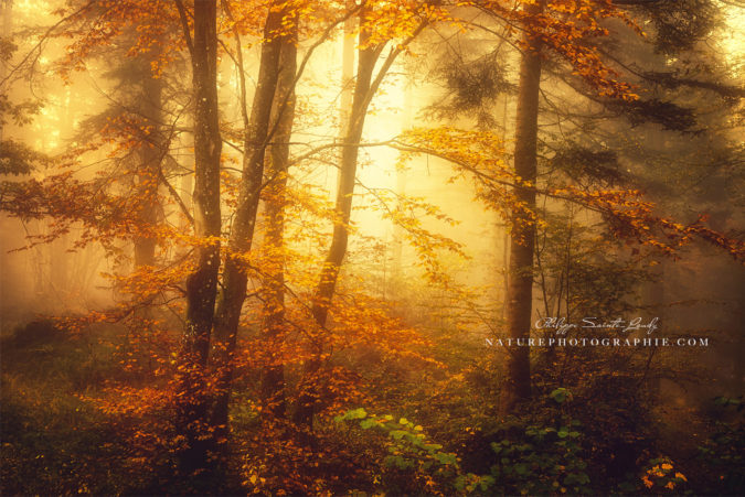 Mystic Fog Forêt jaune en automne