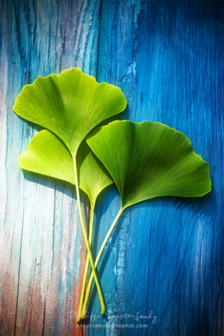 Feuilles verte de ginkgo biloba