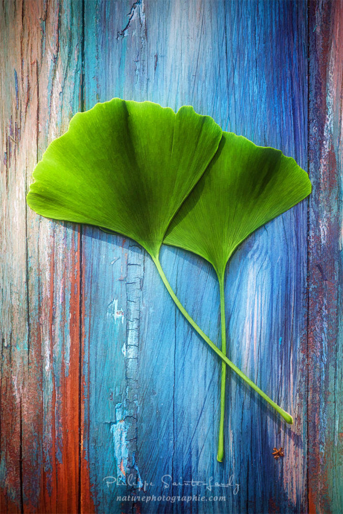 Two leaves of Ginkgo Feuilles de Ginkgo posées sur du bois