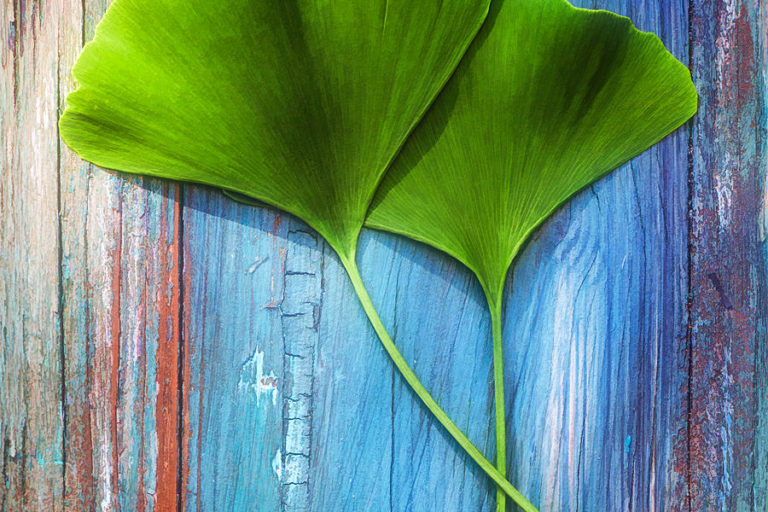 Feuilles de Ginkgo posées sur du bois