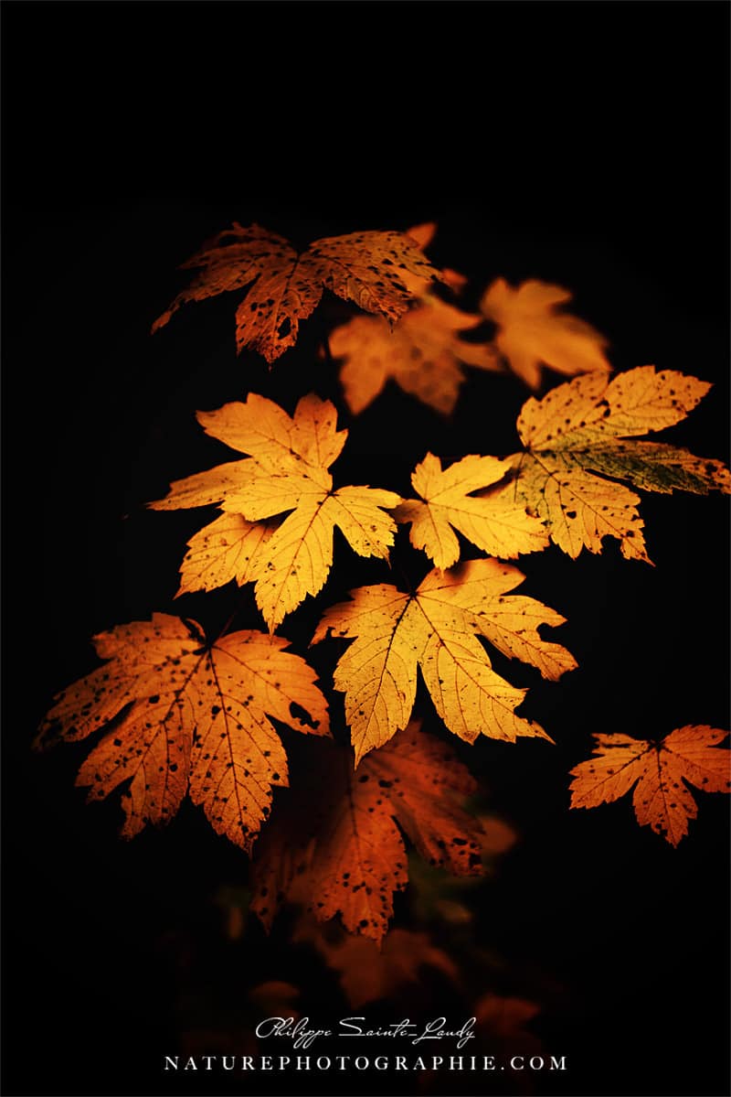 Feuilles en automne