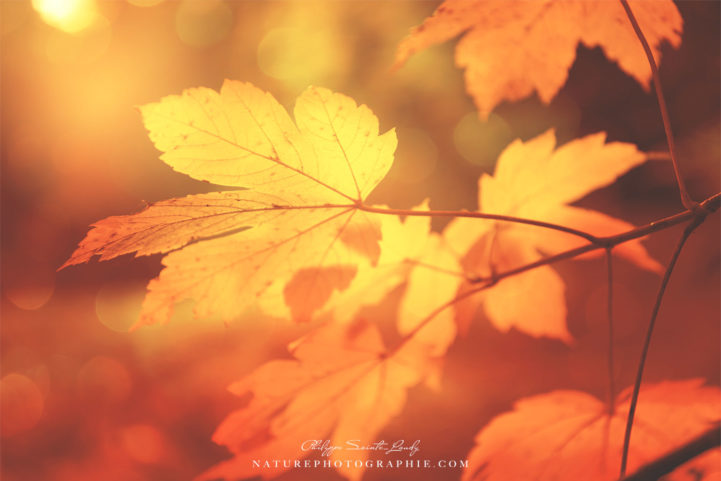 Feuille jaune en automne