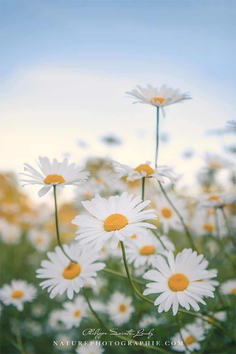 Champs de Marguerites