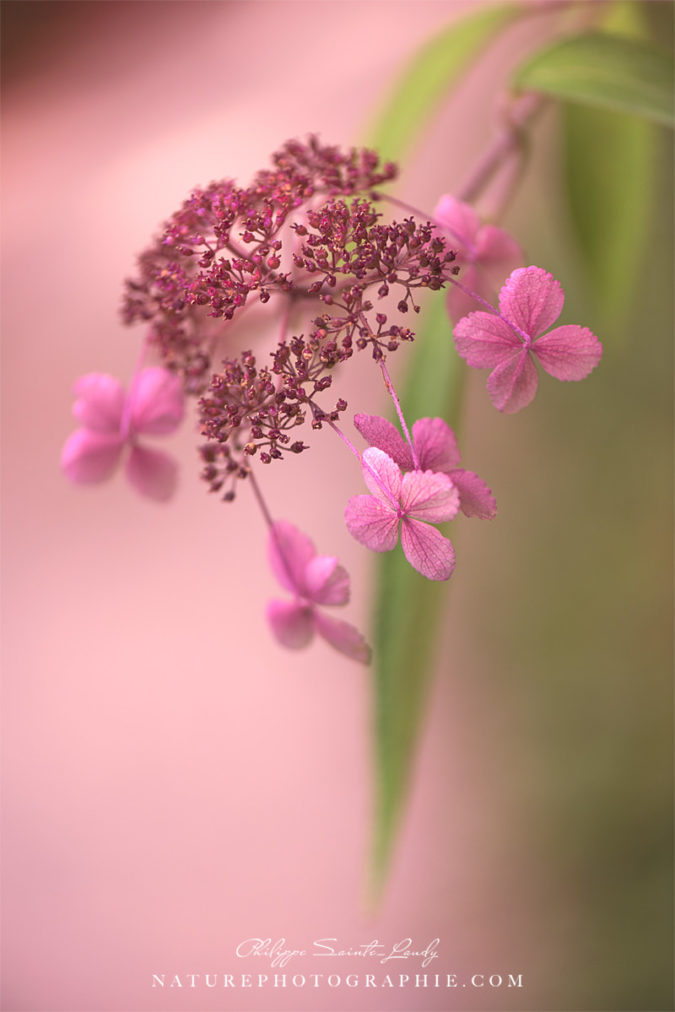 Essence of Summer