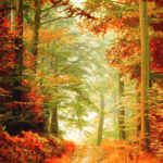 Chemin dans une forêt en automne