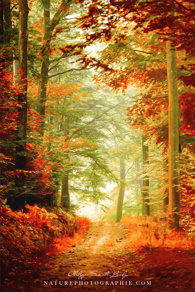 Fall painting Chemin dans une forêt en automne
