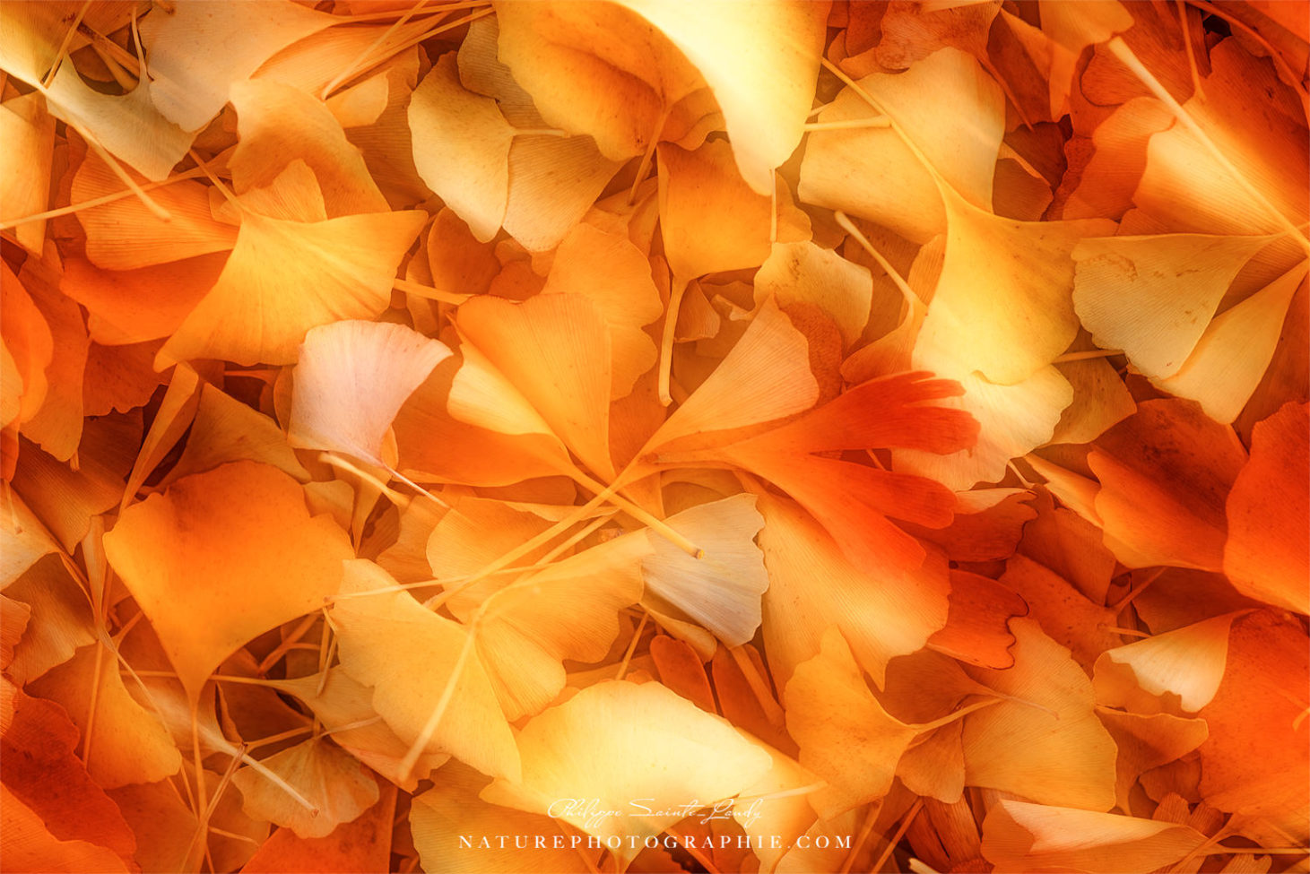 Tapis de feuilles de ginkgo