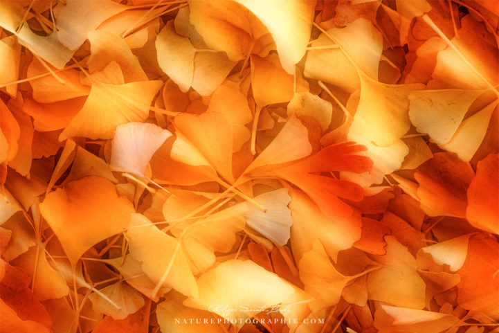 Tapis de feuilles de ginkgo