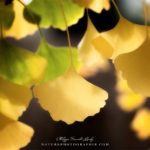 Feuilles de ginkgo biloba