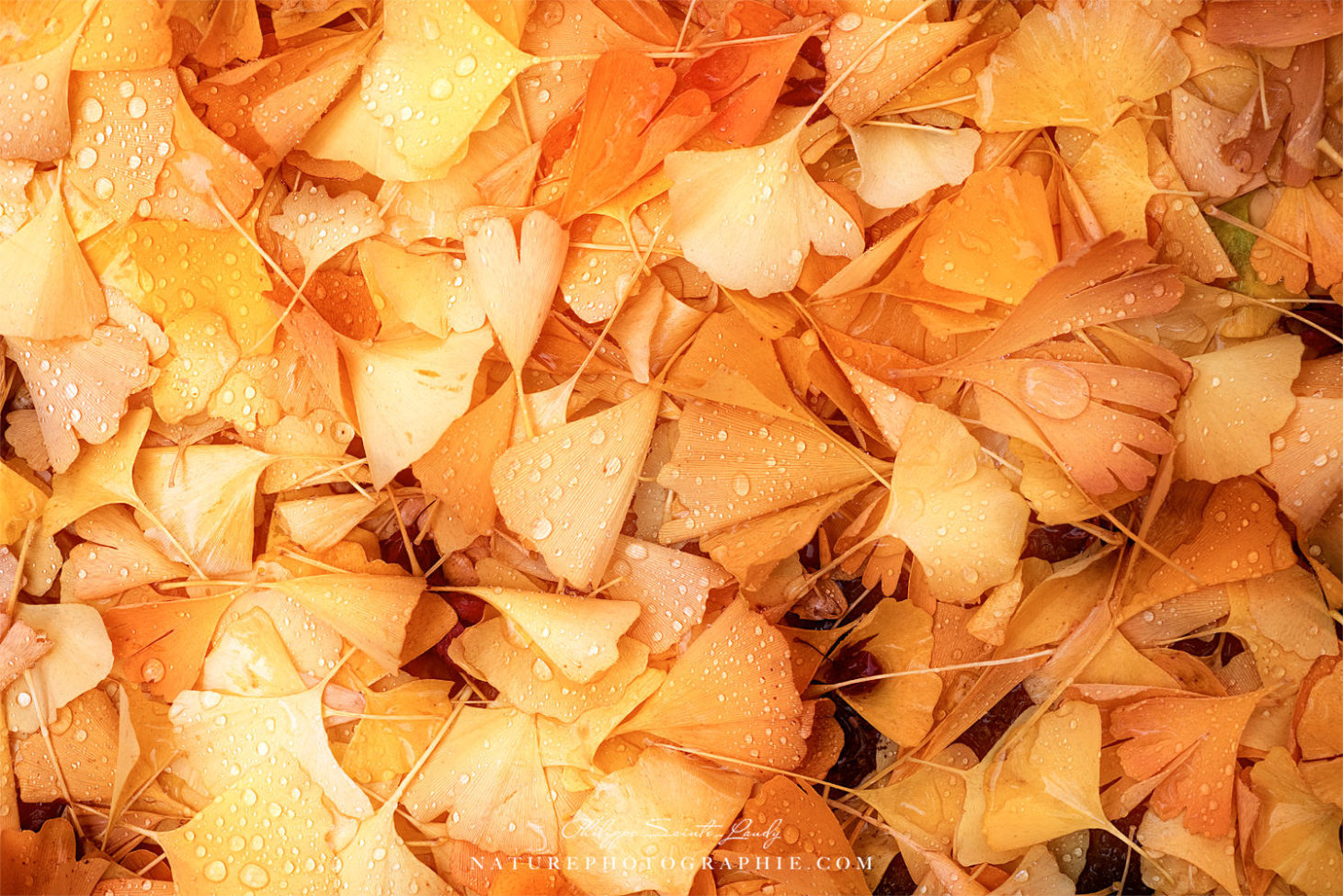 Feuilles de ginkgo biloba en automne
