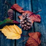 Composition automnale avec feuilles et pommes de pins