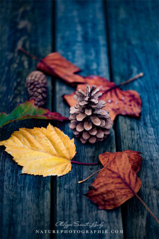 Composition automnale avec feuilles et pommes de pins