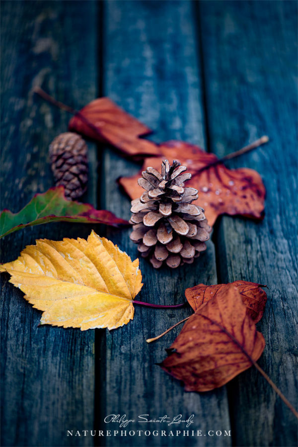 Deposited by the Wind Composition automnale avec feuilles et pommes de pins