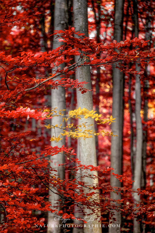 Forêt rouge en automne